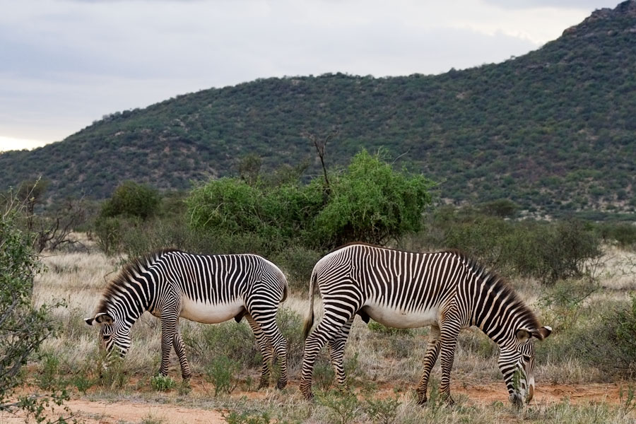  Grevys Zebras   Samburu national park   Kenya